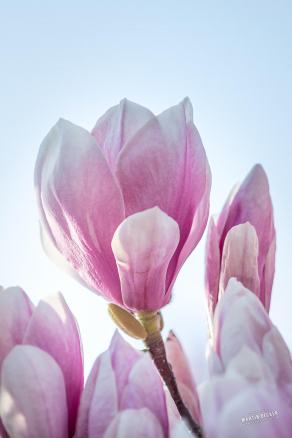 Tulpen-Magnolie #1, Hauptfriedhof, Bochum, März 2026