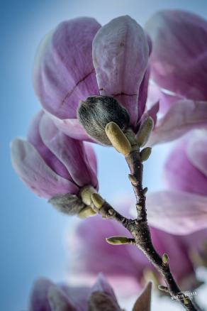 Tulpen-Magnolie #2, Hauptfriedhof, Bochum, März 2026