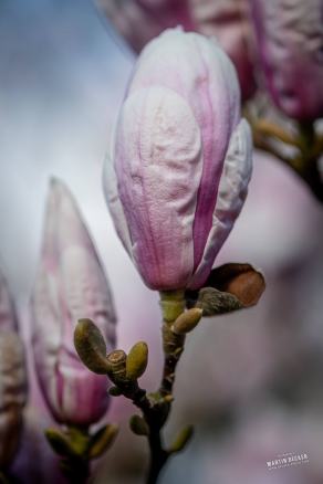 Tulpen-Magnolie #3, Hauptfriedhof, Bochum, März 2026