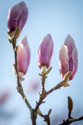 Tulpen-Magnolie #4, Hauptfriedhof, Bochum, März 2026