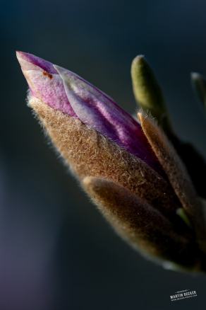 Tulpen-Magnolie #5, Hauptfriedhof, Bochum, März 2026