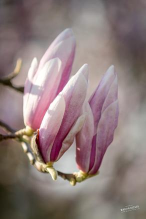 Tulpen-Magnolie #6, Hauptfriedhof, Bochum, März 2026