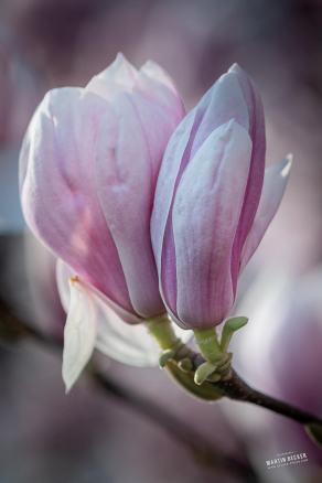 Tulpen-Magnolie #7, Hauptfriedhof, Bochum, März 2026