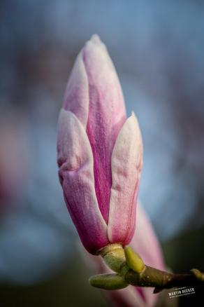 Tulpen-Magnolie #8, Hauptfriedhof, Bochum, März 2026
