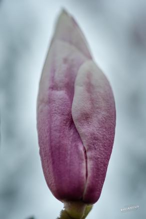 Tulpen-Magnolie #9, Hauptfriedhof, Bochum, März 2026
