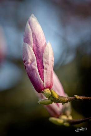 Tulpen-Magnolie #10, Hauptfriedhof, Bochum, März 2026