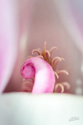 Tulpen-Magnolie #11, Hauptfriedhof, Bochum, März 2026