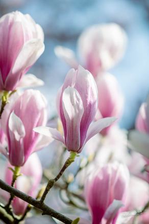 Tulpen-Magnolie #12, Hauptfriedhof, Bochum, März 2026
