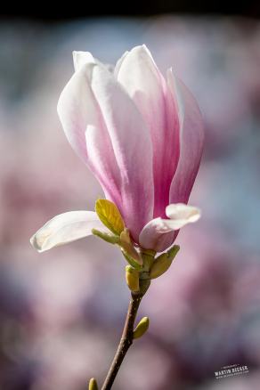 Tulpen-Magnolie #13, Hauptfriedhof, Bochum, März 2026