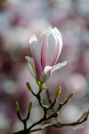Tulpen-Magnolie #14, Hauptfriedhof, Bochum, März 2026