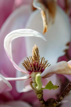 Tulpen-Magnolie #16, Hauptfriedhof, Bochum, März 2026