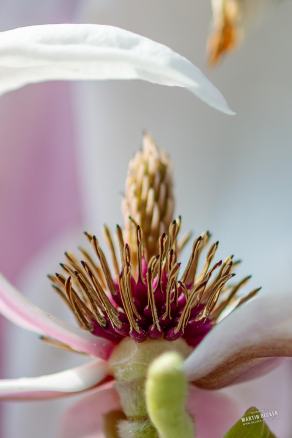 Tulpen-Magnolie #17, Hauptfriedhof, Bochum, März 2026