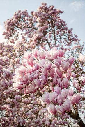 Tulpen-Magnolie #18, Hauptfriedhof, Bochum, März 2026