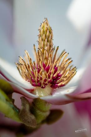 Tulpen-Magnolie #19, Hauptfriedhof, Bochum, März 2026