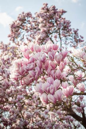 Tulpen-Magnolie #21, Hauptfriedhof, Bochum, März 2026