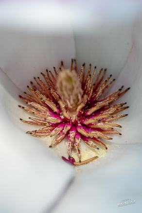 Tulpen-Magnolie #23, Hauptfriedhof, Bochum, März 2026