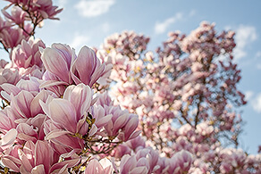 Tulpen-Magnolie, Hauptfriedhof, Bochum (Deutschland), März 2026